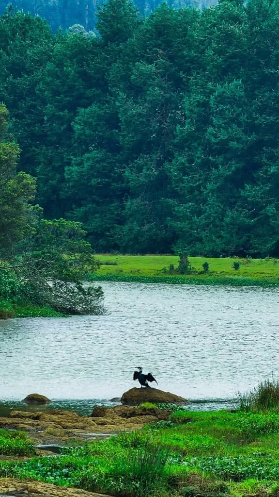 Bird at water's edge — original travel photography by Raju Subramani